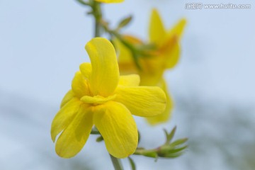 迎春花