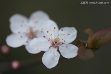 紫叶李