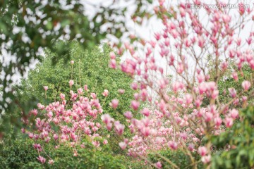 一树玉兰花