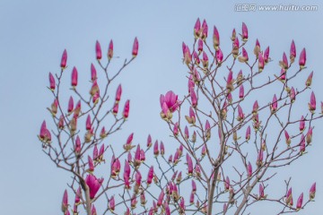 玉兰花 花苞 花蕾