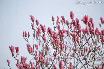 玉兰花 花苞 花蕾