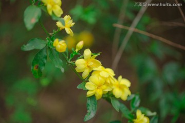 迎春花