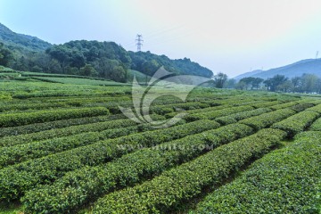 茶山