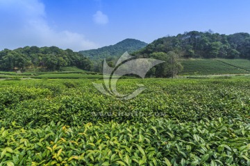 杭州西湖龙井村