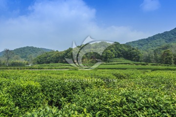 杭州西湖龙井村