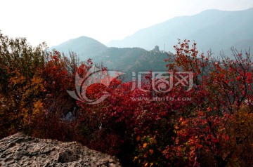 香山 红叶 秋天