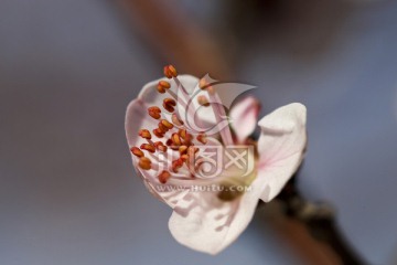 春天的花 杏花