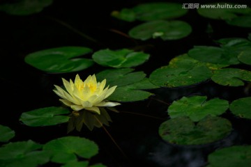 黄色莲花