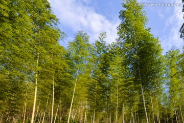 竹林