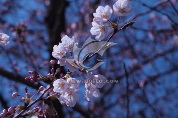 日本樱花