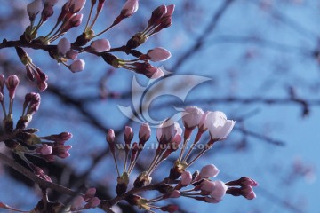 一簇 樱花 花苞