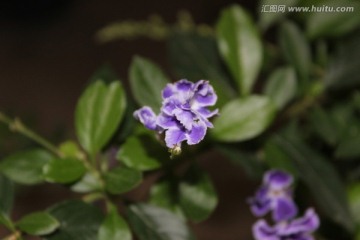 春天的花朵