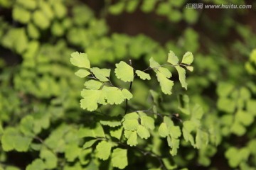 春天的花木