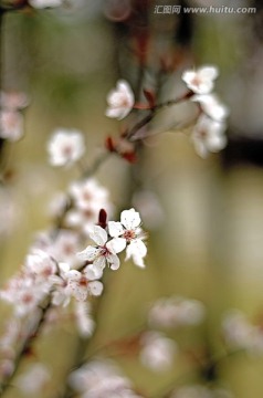 早樱花花蕊近景特写