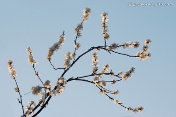 桃花枝