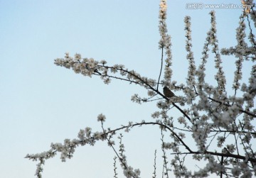 鸟与桃花