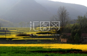 油菜花 春天