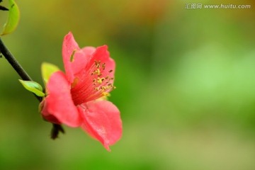 海棠花