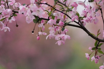 海棠花