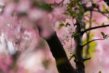 海棠花