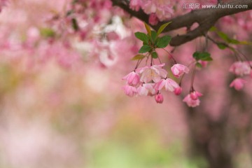 海棠花