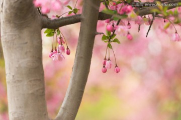 海棠花