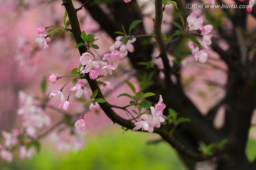 海棠花