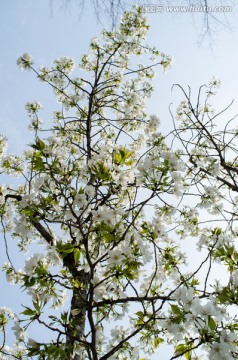 樱花树