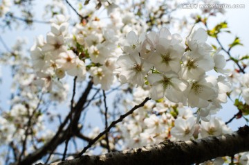 樱花特写