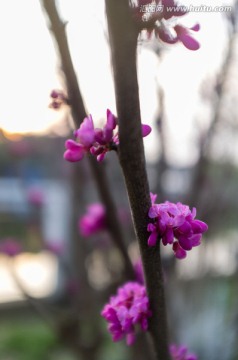 紫荆花