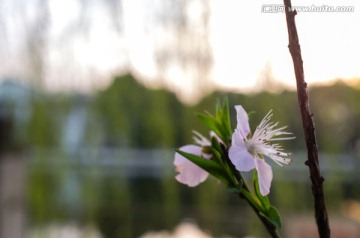 桃花特写