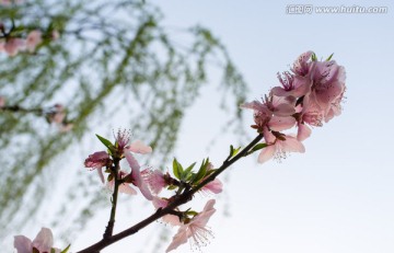 桃花特写