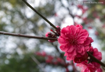 红色桃花