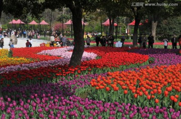 郁金香花展