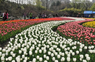 郁金香花展