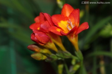 春天的花朵