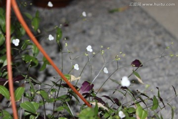 春天的花朵