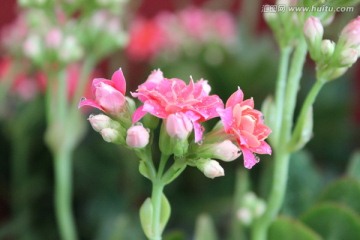 春天的花朵