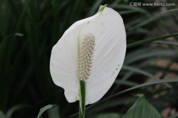 春天的花朵