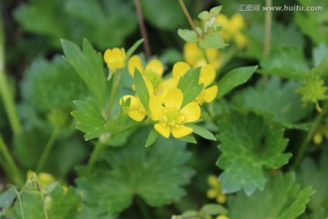 野草花