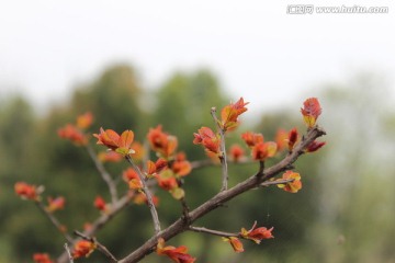 春天的植物