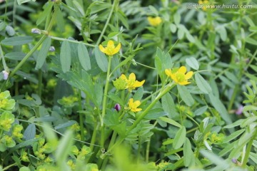 野草花