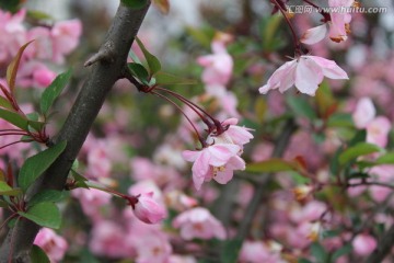 春天的花朵