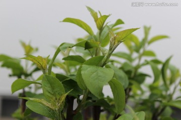 绿色的植物