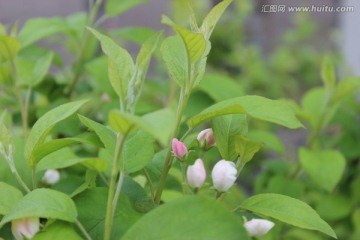 白色的花蕾