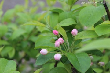 白色的花蕾