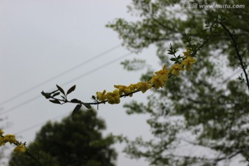 野草花