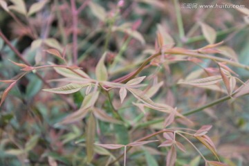 野草