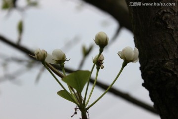 白色花果朵