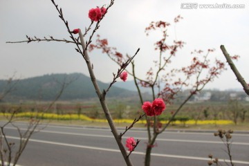 公路旁的红花树